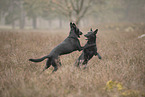 Thai Ridgeback and Doberman-Pinnscher-Mongrel