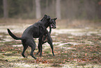 Thai Ridgeback and Doberman-Pinnscher-Mongrel
