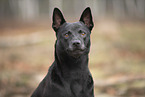 Thai Ridgeback