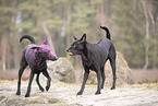 Thai Ridgeback and Doberman-Pinnscher-Mongrel