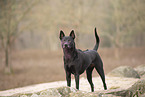 Thai Ridgeback