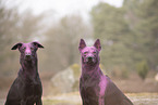 Thai Ridgeback and Doberman-Pinnscher-Mongrel