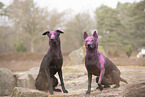 Thai Ridgeback and Doberman-Pinnscher-Mongrel