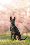 Thai Ridgeback Puppy