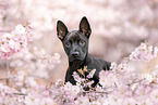 Thai Ridgeback Puppy