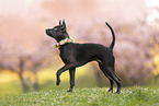 Thai Ridgeback Puppy