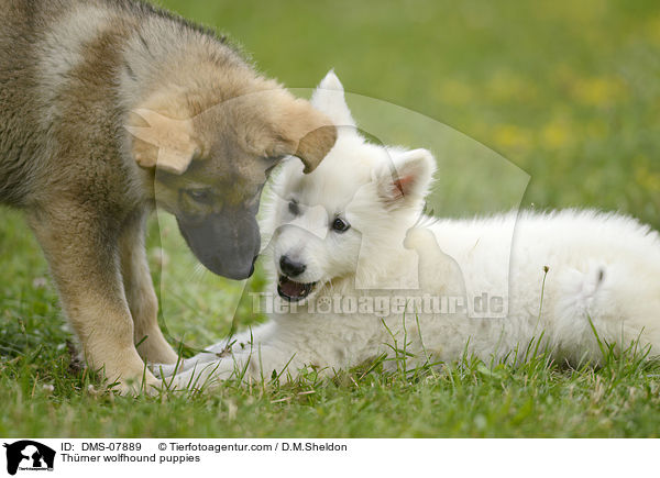 Thrner wolfhound puppies / DMS-07889