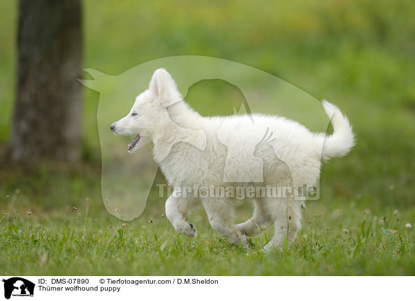 Thrner wolfhound puppy / DMS-07890