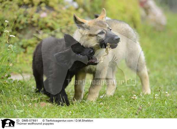 Thrner wolfhound puppies / DMS-07891