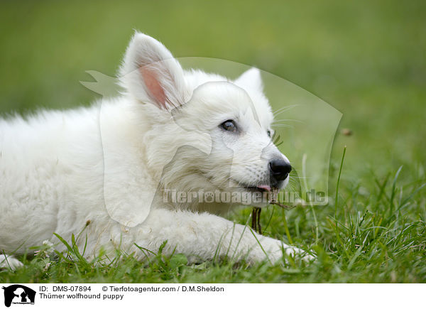 Thrner wolfhound puppy / DMS-07894