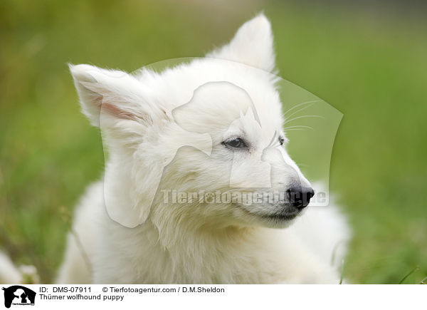 Thrner wolfhound puppy / DMS-07911