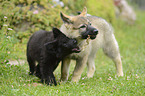 Thrner wolfhound puppies