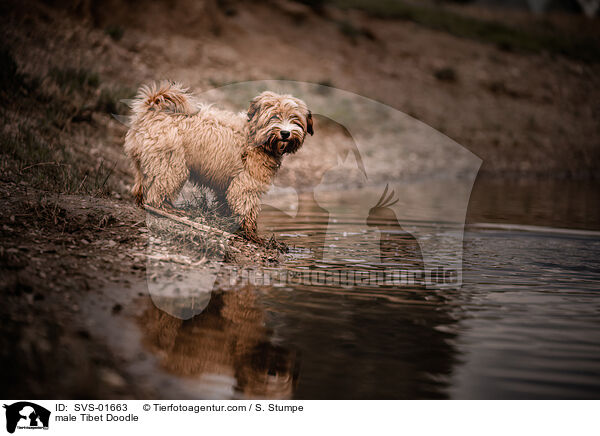 male Tibet Doodle / SVS-01663