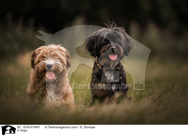 2 Hunde / 2 dogs / SVS-01667