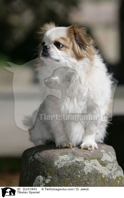 Tibetan Spaniel / DJ-01843