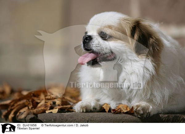 Tibet Spaniel / Tibetan Spaniel / DJ-01856