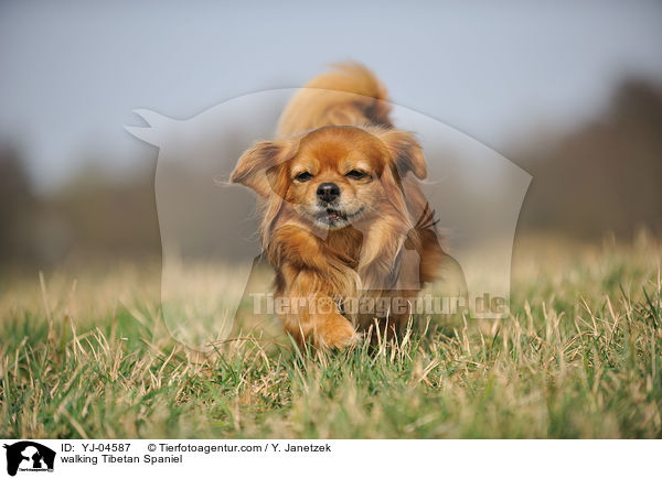 laufender Tibet Spaniel / walking Tibetan Spaniel / YJ-04587