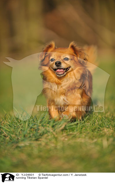 running Tibetan Spaniel / YJ-04601