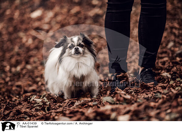 Tibet Spaniel / 7 Tibet Spaniel / AA-01439