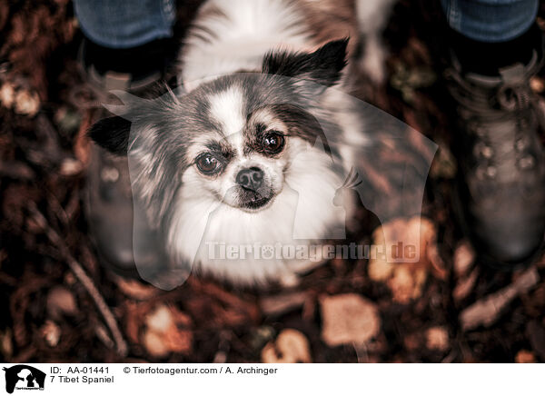 Tibet Spaniel / 7 Tibet Spaniel / AA-01441