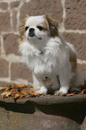 Tibetan Spaniel