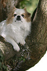 Tibetan Spaniel