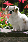 Tibetan Spaniel