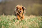 walking Tibetan Spaniel