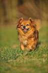 running Tibetan Spaniel