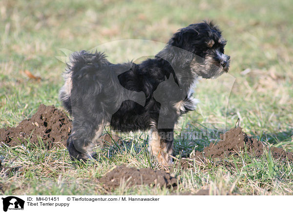 Tibet Terrier Welpe / Tibet Terrier puppy / MH-01451