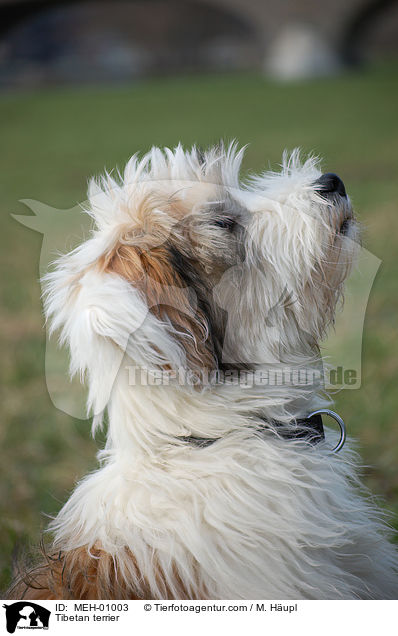 Tibetan terrier / MEH-01003