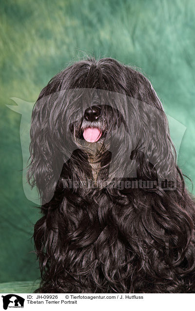 Tibetan Terrier Portrait / JH-09926
