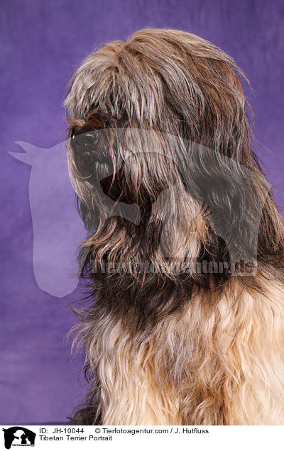 Tibet-Terrier Portrait / Tibetan Terrier Portrait / JH-10044
