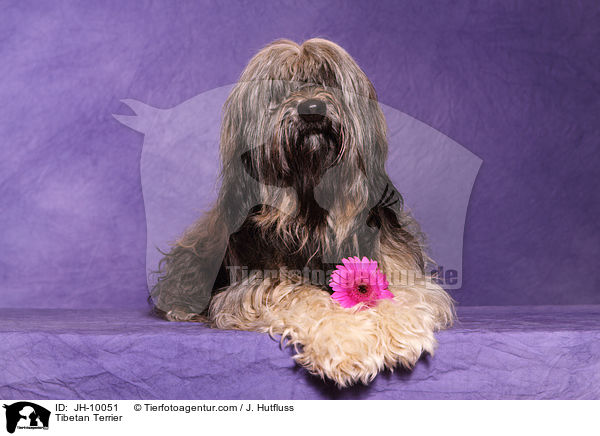 Tibet-Terrier / Tibetan Terrier / JH-10051