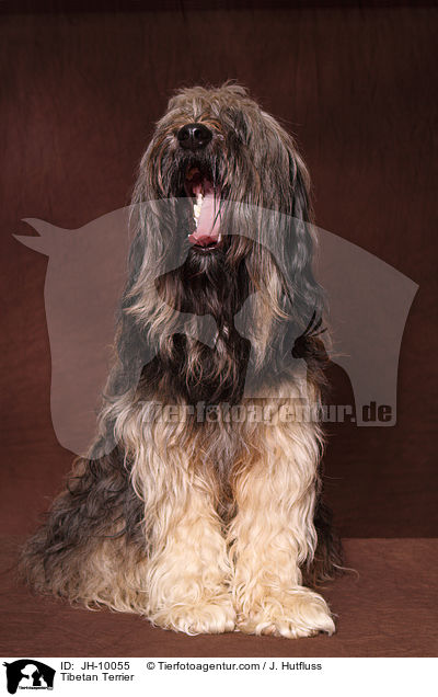 Tibet-Terrier / Tibetan Terrier / JH-10055