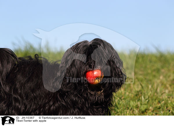 Tibet-Terrier apportiert Apfel / Tibet-Terrier with apple / JH-10367
