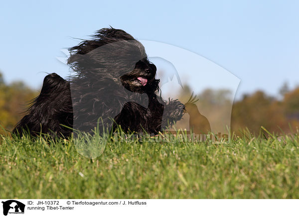 rennender Tibet-Terrier / running Tibet-Terrier / JH-10372