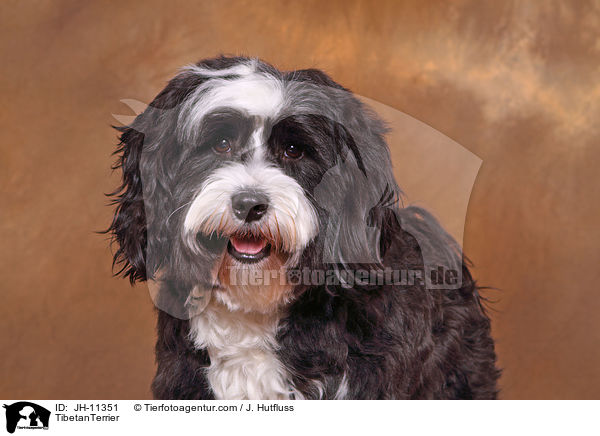 Tibet Terrier / TibetanTerrier / JH-11351