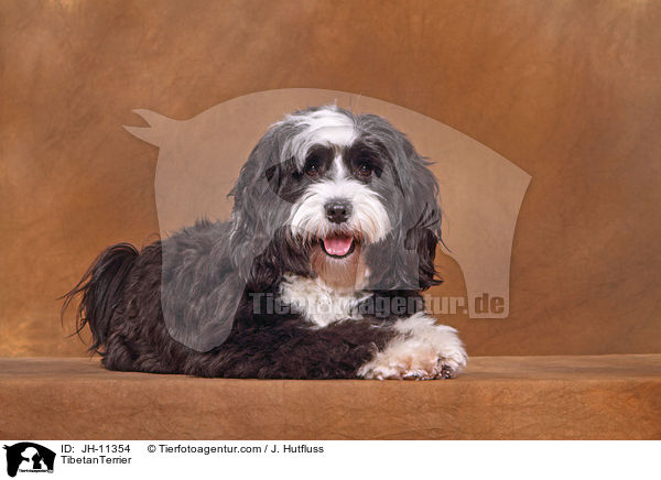 Tibet Terrier / TibetanTerrier / JH-11354