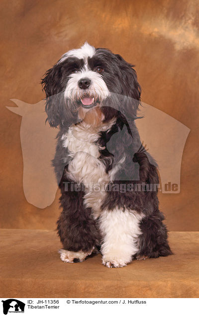 Tibet Terrier / TibetanTerrier / JH-11356
