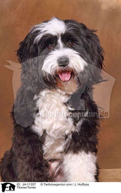 Tibet Terrier / TibetanTerrier / JH-11357
