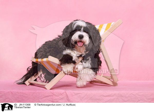 Tibet Terrier / TibetanTerrier / JH-11368