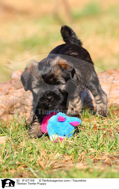 Tibet-Terrier Welpe / Tibetan Terrier Puppy / IF-07159
