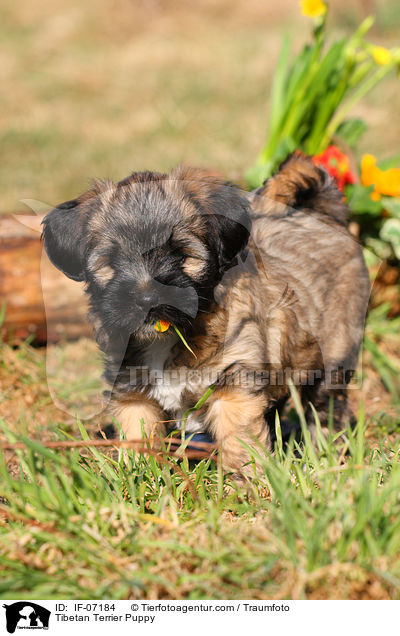 Tibetan Terrier Puppy / IF-07184