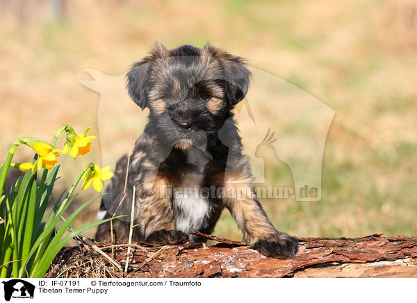 Tibetan Terrier Puppy / IF-07191