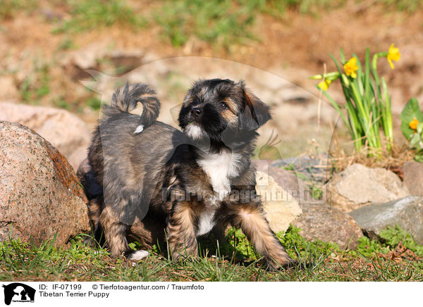 Tibetan Terrier Puppy / IF-07199