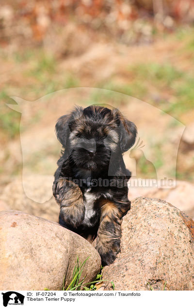 Tibet-Terrier Welpe / Tibetan Terrier Puppy / IF-07204