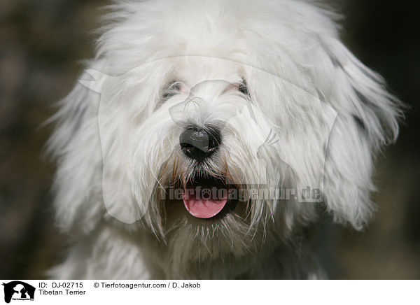 Tibet Terrier / Tibetan Terrier / DJ-02715