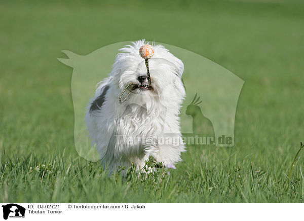 Tibet Terrier / Tibetan Terrier / DJ-02721