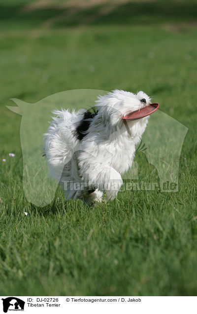 Tibet Terrier / Tibetan Terrier / DJ-02726